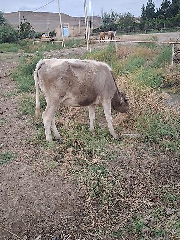 heyvanlar və balaları: Dana, buzov, Dişi, ay: 6, Damazlıq — 2