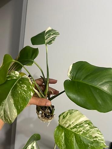 Монстеры: Монстера вариегатная (Monstera deliciosa variegata) — комнатное — 6