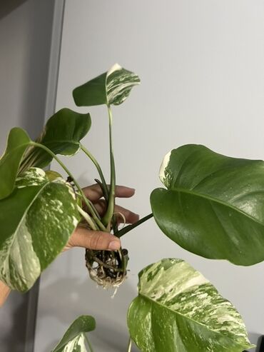 Монстеры: Растение Монстера Вариегата — это экзотическое комнатное растение — 8