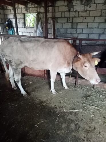 Inəklər, öküzlər: Satişa iri buynuzlu heyvan saqlan iney iki qarın doqnuş ve q0un quzu — 4