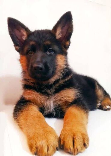 İtlər: Alman çoban iti, 2 ay, Erkek, Sənədli, Pulsuz çatdırılma — 7