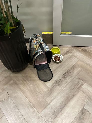 Отдам даром кошку: Кошка даром: Сибирская, 3 месяца, Мальчик, Приучена к лотку — 5
