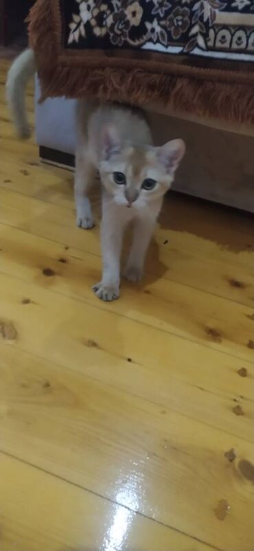 pişik pişik: Шиншилла, Самец