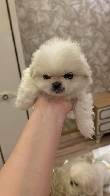 kiçik heyvanlar: Pekines, 1 ay, Dişi — 2