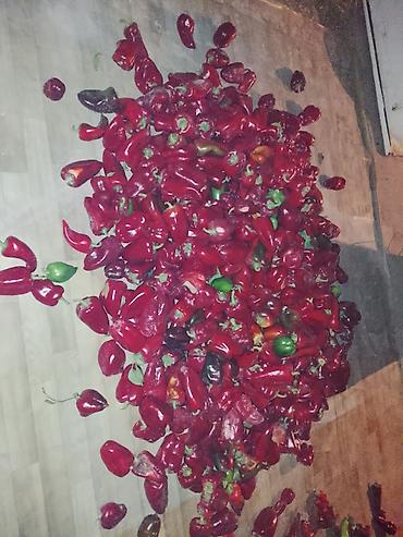 купить грибы эноки: Перец Горький, Оптом — 1