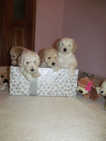 Psi: Na prodaju štenci aprikot pudle, tri dečaka i pet devojčice