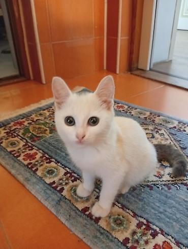 heyvanlar pisik: Котенок отдается в добрые руки, была спасена от собаки. добрая и — 6
