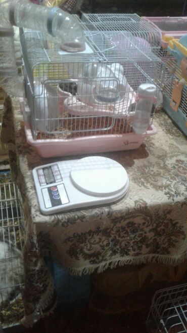 Qəfəslər: Xamyak ucun Qefes satilir qiyməti 25 azn bashqa qefeslerde var -da lalafo.az — 2 Qəfəslər: Xamyak ucun Qefes satilir qiyməti 25 azn bashqa qefeslerde var — 2