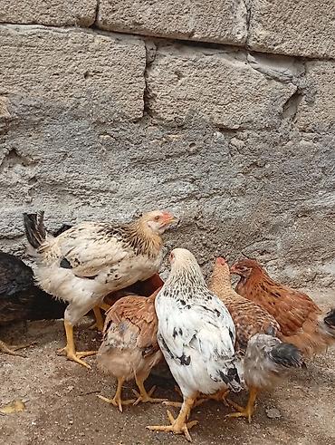 bulbul quşu satışı: Sağlam və baxımlı cücələr satılır . 2 aylıqdır. Kənd şəraitində — 5