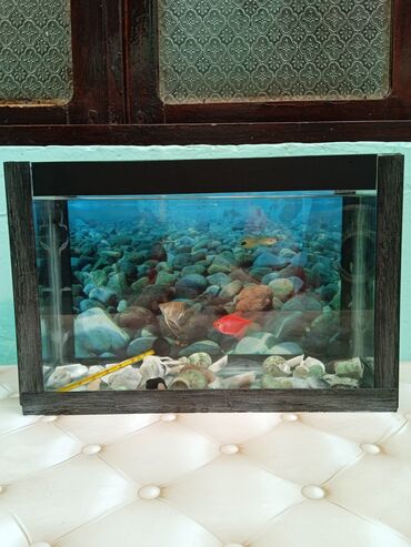 Akvariumlar: Dördbucaq akvarium, Balıqlarla birlikdə, 4 l, Ünvandan götürmə