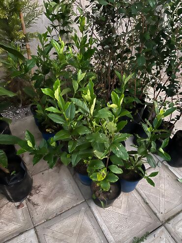 Ağaclar: Bağ bitkiləri – dekorativ ağac və kol sortları - Tulpan Maqnoliya — 11