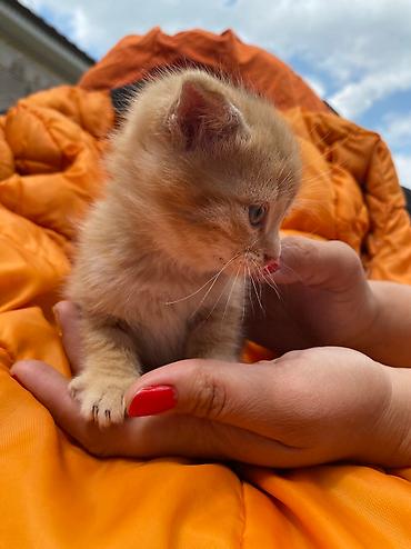 скотский рынок: Скотиш Страйт (Шотландская прямоухая), 2 месяца, Мальчик, Метис — 8