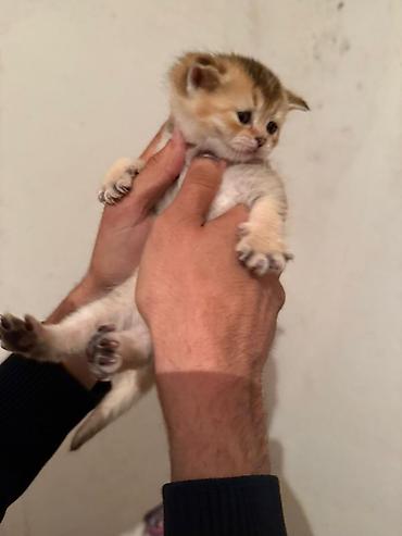 Pişiklər: Şotland — 3