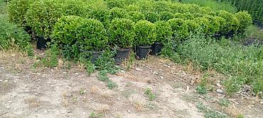 nabor acar desti: Prunus laurocerasus (dağdağan/defnevişnə) dekorativ kol bitkiləri – — 3
