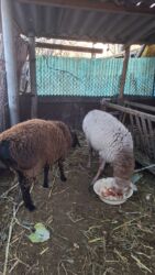 купить золотого ретривера: Сатам | Кочкор (эркек)