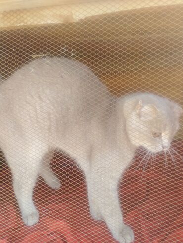 Pişiklər: Boz rəngdə ev pişikləri - Növ: ev pişiyi (qısa tüklü, boz/gümüşü rəng — 9