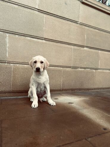 İtlər: Labrador-retriver, 3 ay, Erkek, Peyvəndli