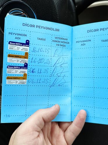 İtlər: •	Yaşı: 4 aylıq (5 aylığa keçəcək) 	•	Tam aktiv və sağlamdır 	•	Bütün — 5