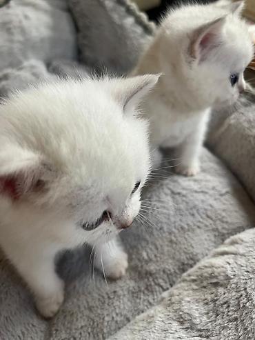 Pişiklər: Yaxşı əllərə — 2