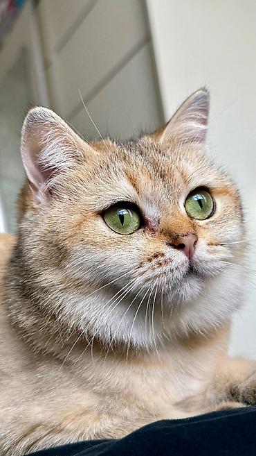 Золотая шиншилла, Самка, В добрые руки, Самовывоз, Бесплатная доставка, Платная доставка at lalafo.az — 1 Золотая шиншилла, Самка, В добрые руки, Самовывоз, Бесплатная доставка, Платная доставка — 1