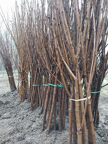 Другие фруктовые и ягодные растения: Саженцы плодовых культур (разные сорта) оптом и в розницу. Успейте — 28