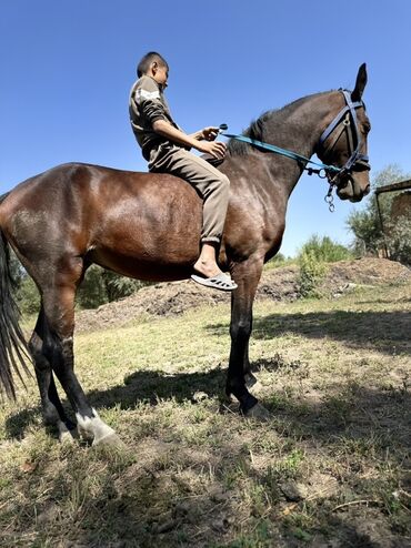 Лошади, кони: Продаю | Кобыла (самка) | Для разведения, Конный спорт — 8