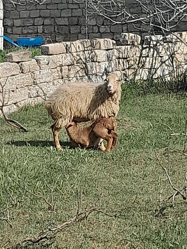 Mal-qara: Salam südlü qoyundu balasi erkekdi — 1