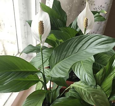 Другие товары для дома и сада: Продаю диффенбахии. Диффенбахия чистит воздух, помогая удалять из — 7