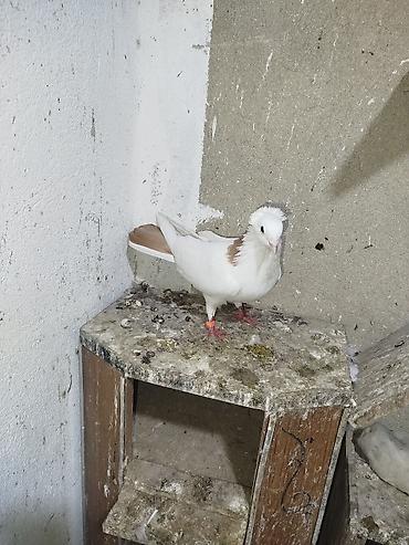 kakadu quşu: Qaqaş tüylü göyərçin – dekorativ cins - Rəng: ağ əsas, boyun — 2
