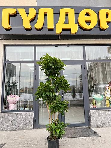 Другие комнатные растения: ПРОДАЮ КОМНАТНЫЕ РАСТЕНИЯ! 🌱 Бамбук — 3000 сом 🌳 Бонсай — 4100 сом 🌳 — 6