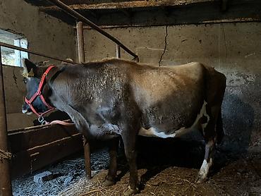 слив воронежской пантеры: Продаю | Корова (самка) | Для молока | Привязанные — 2