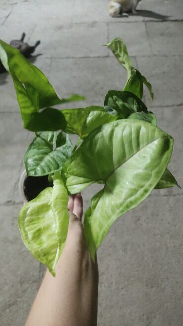 Другие комнатные растения: Продаются комнатные цветы. Токмок — 3