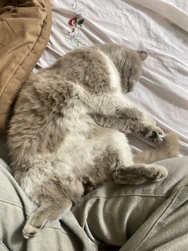кошка домашный: Британская короткошёрстная, 2 года, Девочка
