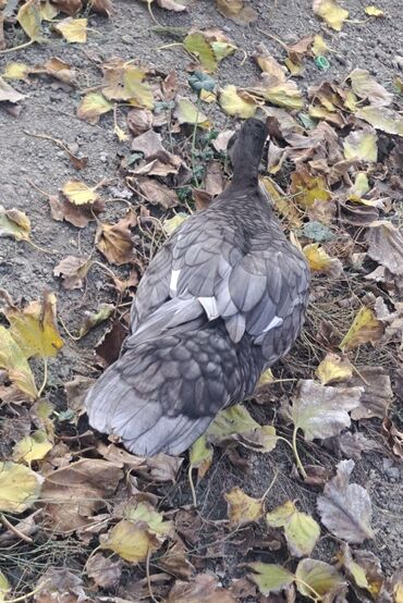 Ördəklər: Dişi, | Macar, Damazlıq, Pulsuz çatdırılma — 13