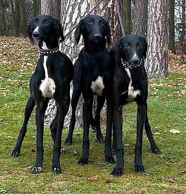 Psi: Saluki štenci, jedinstvena prilika Nudim četiri mužjaka crne boje — 2