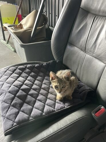 полик на рекс: Чехлы Тканевые, цвет - Серый, Universal Seat cover