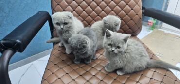 Pişiklər: Şotland, Erkək, Dişi, Yaxşı əllərə, Ödənişli çatdırılma — 11