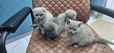 Pişiklər: Erkək, Yaxşı əllərə, Rayonlara çatdırılma — 12