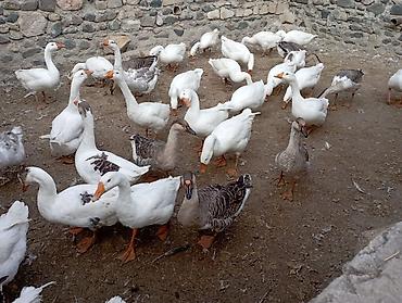 ucuz pitbul: Salam damazlıq və ətlik qazlar cavan qazlardı vatsap nömrəsi 055 324 — 3