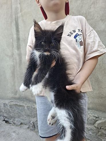 сфинкс кошка цена: Котёнок мейн-кун, чёрно-белый, пушистый, длинношёрстный тип (окрас — 5