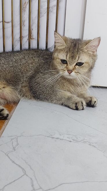 шиншилла кошка цена: Шиншилла, Самка, В добрые руки