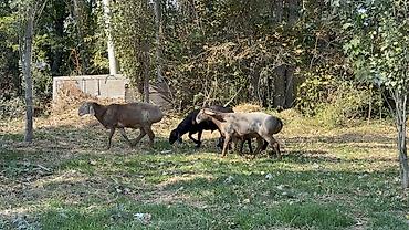 кок бору ат: Продаю | Баран (самец) | Арашан — 8