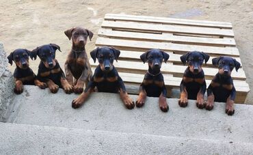 sabuncu it bazari 2024: Doberman, 1 ay, Erkek, Sənədli, Ödənişli çatdırılma