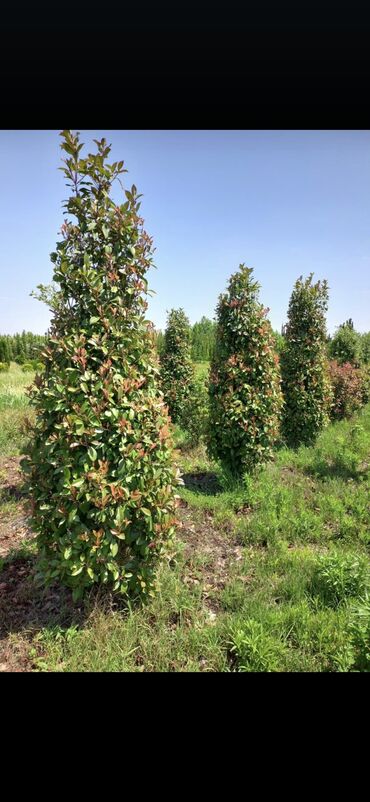 Digər bitkilər: Məhsul: Həmişəyaşıl dekorativ kollar – fotiniya (Photinia) və