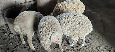 balalı qoyunlar: Qurbanlıq quzular diri çekisi 28-30 kq Qiymətlər : 300-350 AZN — 4