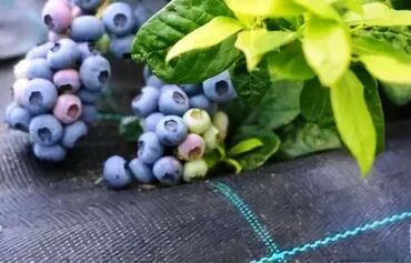 Baštenski alati i oprema: Agrotekstil folija PP za malc, kamen oblutak-tkana. Agrotekstil ili — 10