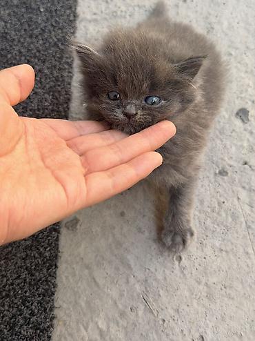 Отдам даром кошку: 1 месяц, Девочка, Метис at lalafo.kg — 11 Отдам даром кошку: 1 месяц, Девочка, Метис — 11
