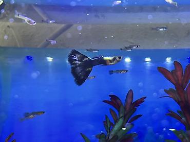 Balıqlar: Sülhsevər, Ödənişli çatdırılma -da lalafo.az — 7 Balıqlar: Sülhsevər, Ödənişli çatdırılma — 7