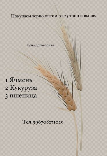 тример садовый: Семена: Ячмень, Самовывоз