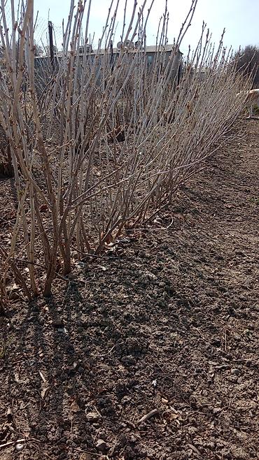 Другие услуги: Продаются саженцы 3-летки чёрной смородины Титания: урожайная — 13